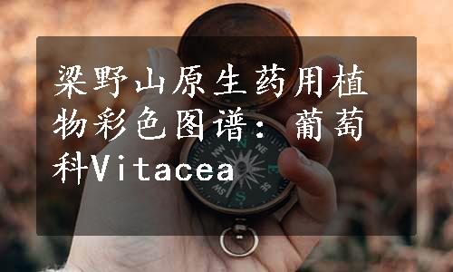 梁野山原生药用植物彩色图谱：葡萄科Vitacea