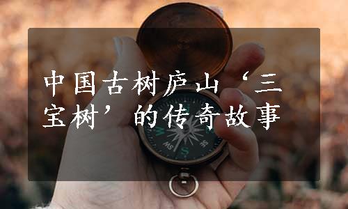 中国古树庐山‘三宝树’的传奇故事