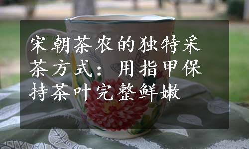 宋朝茶农的独特采茶方式：用指甲保持茶叶完整鲜嫩